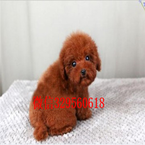 株洲出售纯种泰迪犬白色泰迪多少钱茶杯体泰迪犬泰迪犬犬舍