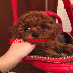 河北哪里能买到泰迪犬红色泰迪多少钱标准体泰