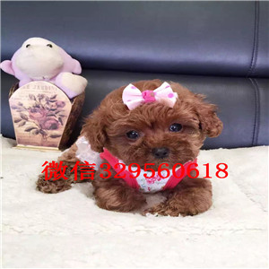 出售精品泰迪犬 打完疫苗证书齐全