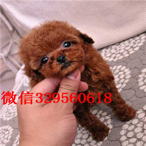 厦门正规养殖基地低价出售多种颜色的泰迪犬 签订协议 