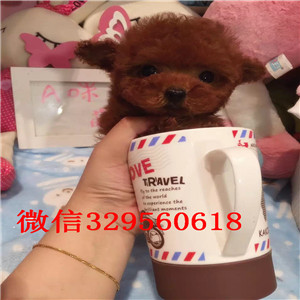 黄山哪里能买到泰迪犬白色泰迪多少钱玩具体泰迪犬泰迪犬犬舍