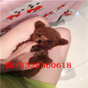 铜陵哪里能买到泰迪犬白色泰迪多少钱茶杯体泰迪犬泰迪犬图片