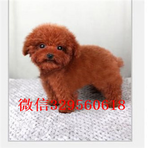 中卫哪里能买到泰迪犬红色泰迪多少钱茶杯体泰