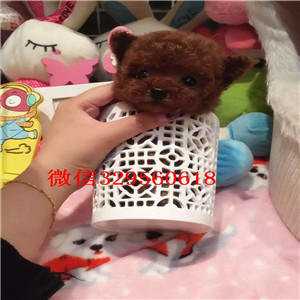 青浦哪里能买到泰迪犬黑色泰迪多少钱玩具体泰