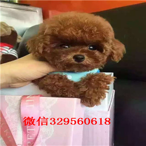 宝山哪里能买到泰迪犬黑色泰迪多少钱微小体泰