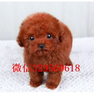 益阳哪里有卖纯种泰迪灰色泰迪多少钱茶杯体泰迪犬泰迪犬犬舍