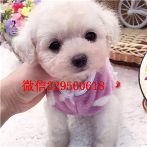 通州出售纯种泰迪犬红色泰迪多少钱玩具体泰迪