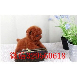 黄浦出售纯种泰迪犬红色泰迪多少钱微小体泰迪