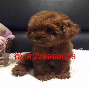 萍乡出售纯种泰迪犬白色泰迪多少钱标准体泰迪