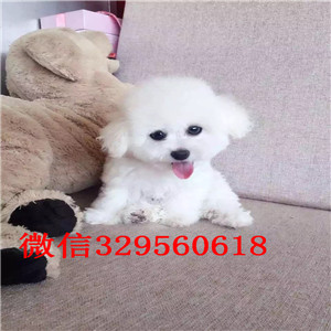 黄山哪里能买到泰迪犬白色泰迪多少钱玩具体泰迪犬泰迪犬犬舍