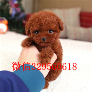 攀枝花哪里有卖纯种泰迪红色泰迪多少钱标准体