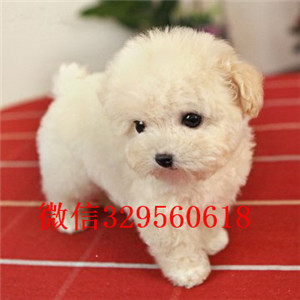 庆阳哪里有卖纯种泰迪黑色泰迪多少钱标准体泰迪泰迪犬犬舍