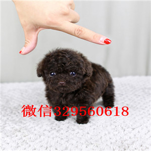 内江哪里有卖纯种泰迪黑色泰迪多少钱玩具体泰迪犬泰迪犬狗场