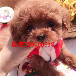 顺义出售纯种泰迪犬灰色泰迪多少钱玩具体泰迪