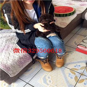 晋中哪里有卖纯种泰迪灰色泰迪多少钱玩具体泰迪犬泰迪犬狗场