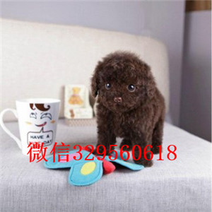 怒江出售纯种泰迪犬白色泰迪多少钱标准体泰迪泰迪犬犬舍