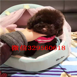 青岛哪里能买到泰迪犬红色泰迪多少钱微小体泰迪犬泰迪犬图片