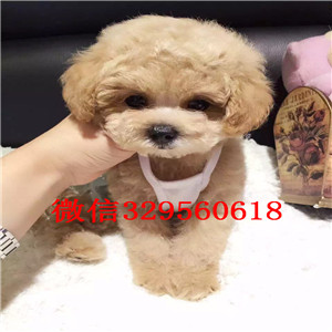 鸡西哪里能买到泰迪犬白色泰迪多少钱茶杯体泰