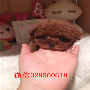 静安哪里能买到泰迪犬黑色泰迪多少钱茶杯体泰