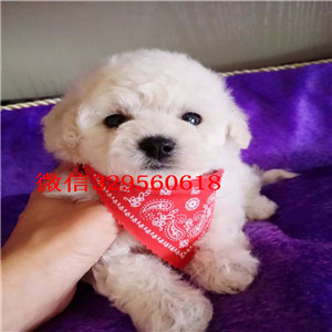 鄂尔多斯哪里能买到泰迪犬黑色泰迪多少钱茶杯体泰迪犬泰迪犬狗场