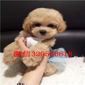 鸡西哪里能买到泰迪犬白色泰迪多少钱茶杯体泰迪犬泰迪犬狗场