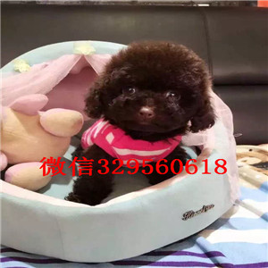 青岛哪里能买到泰迪犬红色泰迪多少钱微小体泰迪犬泰迪犬图片