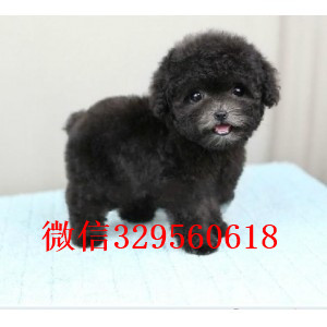 红河出售纯种泰迪犬黑色泰迪多少钱茶杯体泰迪