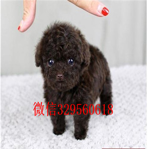 宝坻出售纯种泰迪犬白色泰迪多少钱标准体泰迪