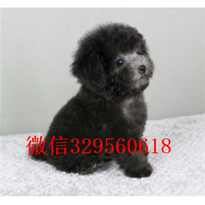 普陀哪里能买到泰迪犬黑色泰迪多少钱标准体泰