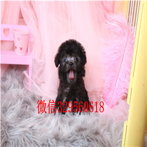 朝阳哪里能买到泰迪犬黑色泰迪多少钱标准体泰迪泰迪犬犬舍