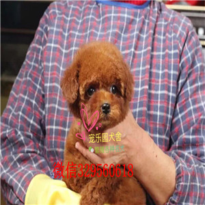 威海哪里有卖纯种泰迪黑色泰迪多少钱微小体泰