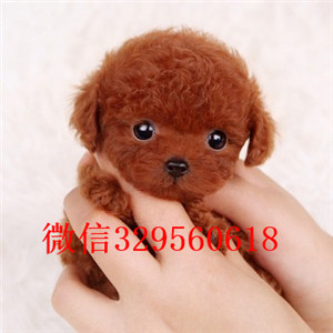 玉溪出售纯种泰迪犬白色泰迪多少钱微小体泰迪