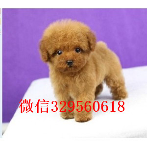 黔西南出售纯种泰迪犬白色泰迪多少钱玩具体泰