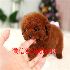 蓟县出售纯种泰迪犬白色泰迪多少钱茶杯体泰迪犬泰迪犬图片