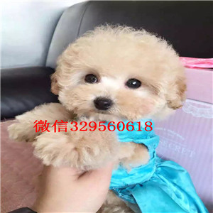 海淀哪里能买到泰迪犬红色泰迪多少钱微小体泰