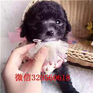 长宁哪里能买到泰迪犬黑色泰迪多少钱玩具体泰迪犬泰迪犬图片