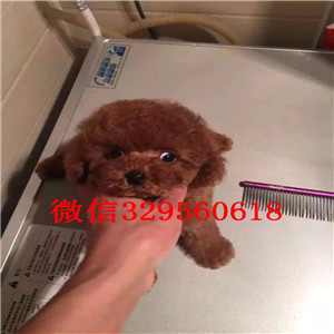 牡丹江哪里能买到泰迪犬红色泰迪多少钱微小体
