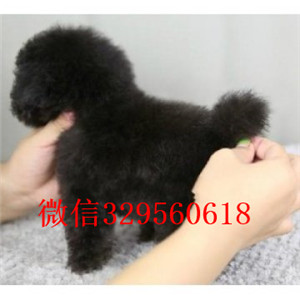 沈阳出售纯种泰迪犬红色泰迪多少钱茶杯体泰迪犬泰迪犬图片