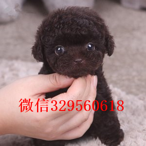 辽阳哪里有卖纯种泰迪黑色泰迪多少钱标准体泰迪泰迪犬图片