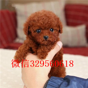 晋中出售纯种泰迪犬红色泰迪多少钱标准体泰迪