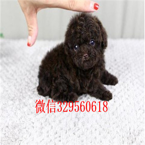 和平哪里有卖纯种泰迪白色泰迪多少钱微小体泰迪犬泰迪犬狗场