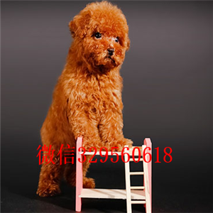 朝阳哪里能买到泰迪犬黑色泰迪多少钱标准体泰迪泰迪犬犬舍