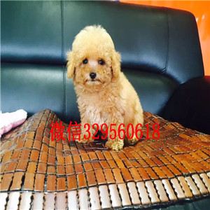 青岛哪里能买到泰迪犬红色泰迪多少钱微小体泰