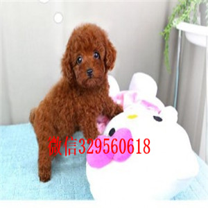 昌平哪里有卖纯种泰迪黑色泰迪多少钱微小体泰迪犬泰迪犬图片