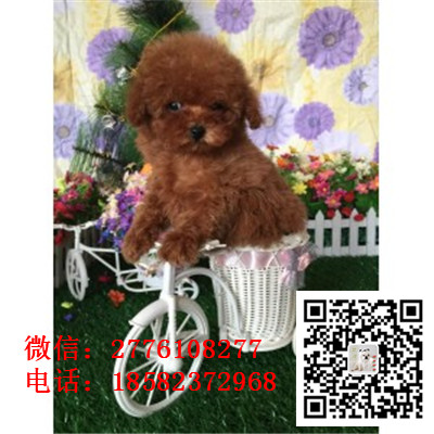 青岛哪里有泰迪出售 泰迪幼犬哪里的好 泰迪繁