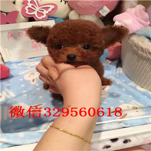 铜陵哪里能买到泰迪犬白色泰迪多少钱茶杯体泰迪犬泰迪犬图片