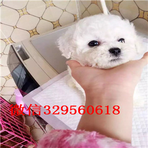 铜陵哪里能买到泰迪犬白色泰迪多少钱茶杯体泰迪犬泰迪犬图片