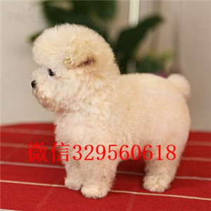 随州哪里能买到泰迪犬灰色泰迪多少钱微小体泰