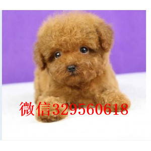 西安哪里能买到泰迪犬红色泰迪多少钱茶杯体泰