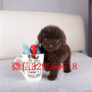 庆阳哪里有卖纯种泰迪黑色泰迪多少钱标准体泰迪泰迪犬犬舍